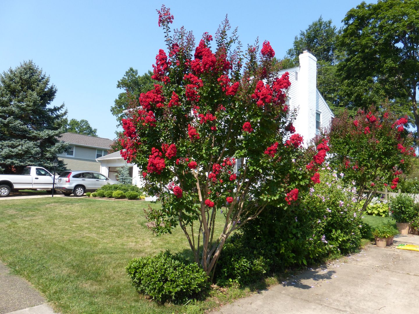 The Hummingbird Forum Does anyone grow Crape Myrtle trees?